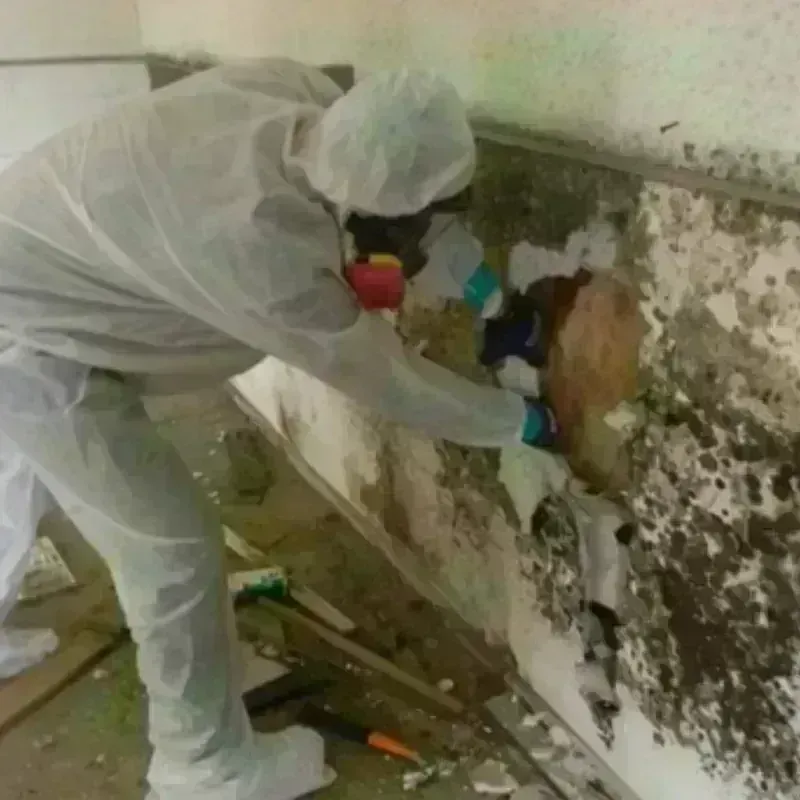 Mold Remediation and Removal in East Moriches, NY